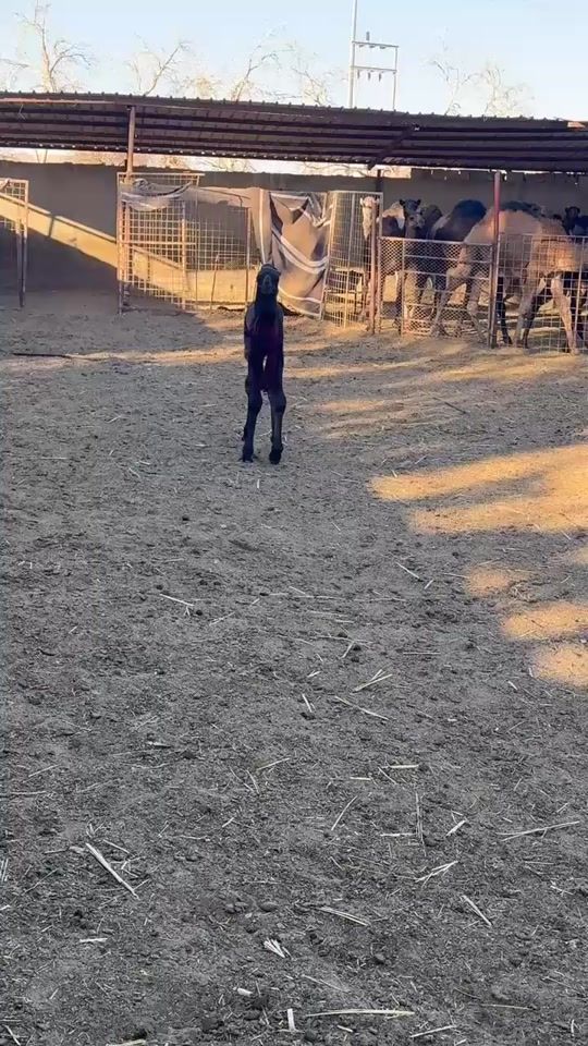 TikTok video thumbnail by hamad.atawi