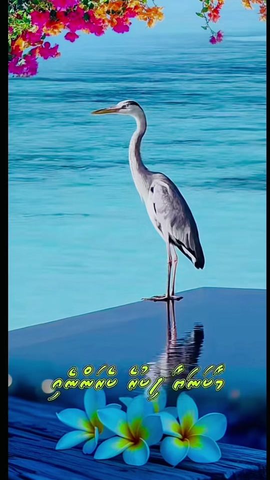 TikTok video thumbnail by ammadayduvaafar
