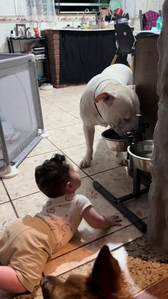 TikTok video thumbnail by shiro_pit