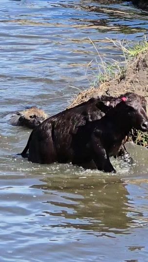 TikTok video thumbnail by beyondsafari