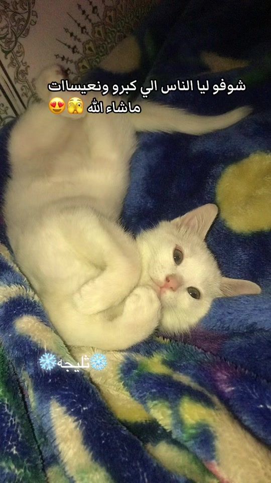TikTok video thumbnail by soukicat54