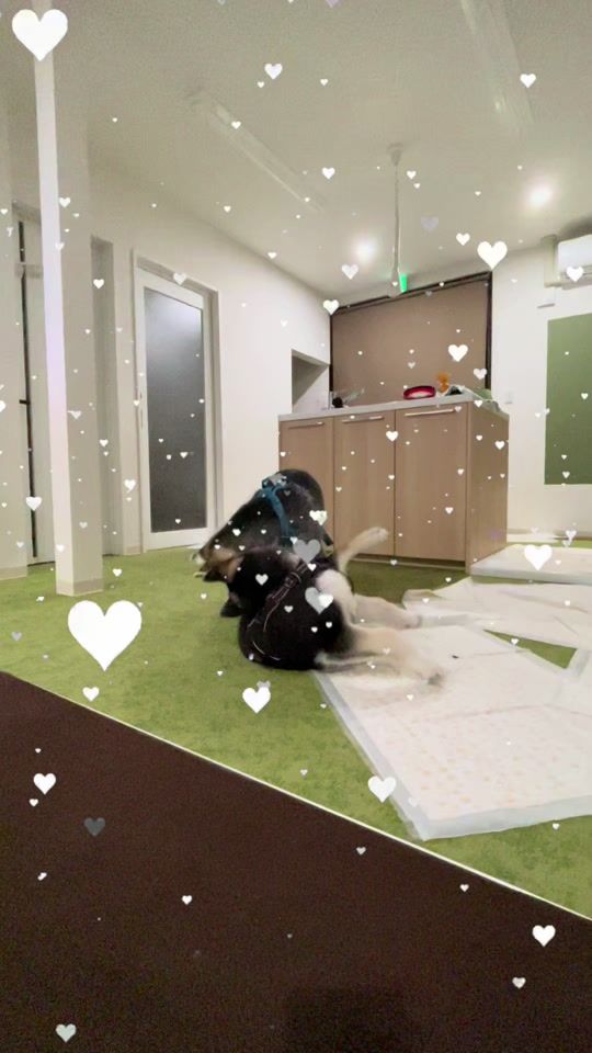 TikTok video thumbnail by tomo_5656
