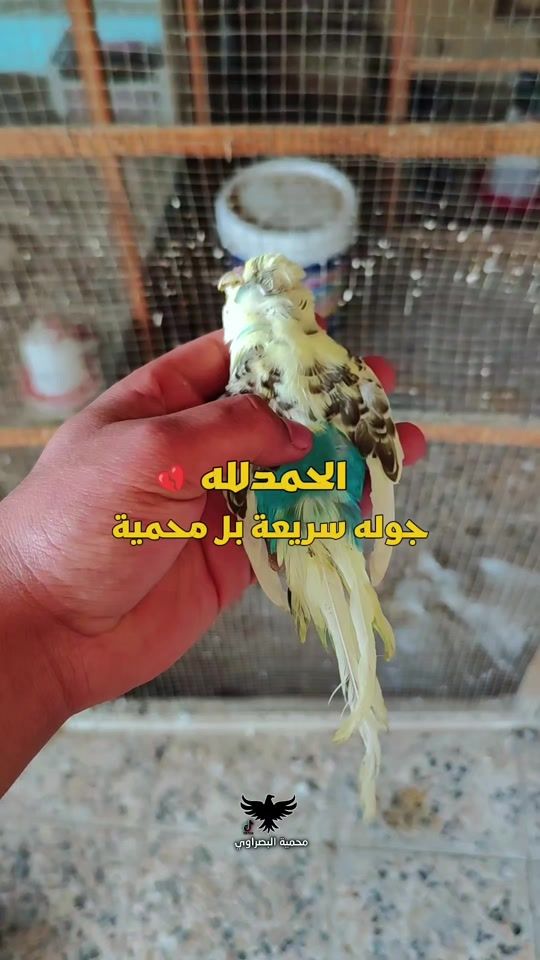 TikTok video thumbnail by bm11a
