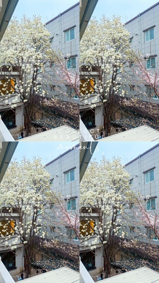 TikTok video thumbnail by yoon_seri10