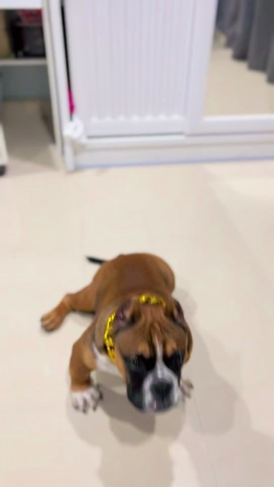 TikTok video thumbnail by neverdie_2563