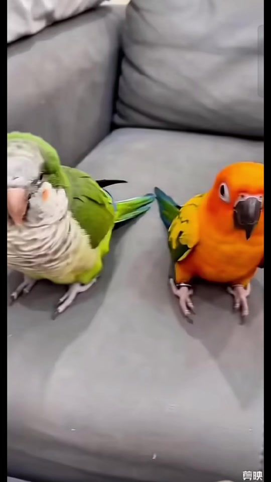 TikTok video thumbnail by dicksonchin333