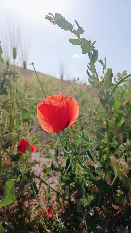 TikTok video thumbnail by 3al_bal