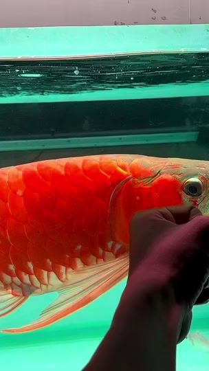 TikTok video thumbnail by dynasty_aquarium