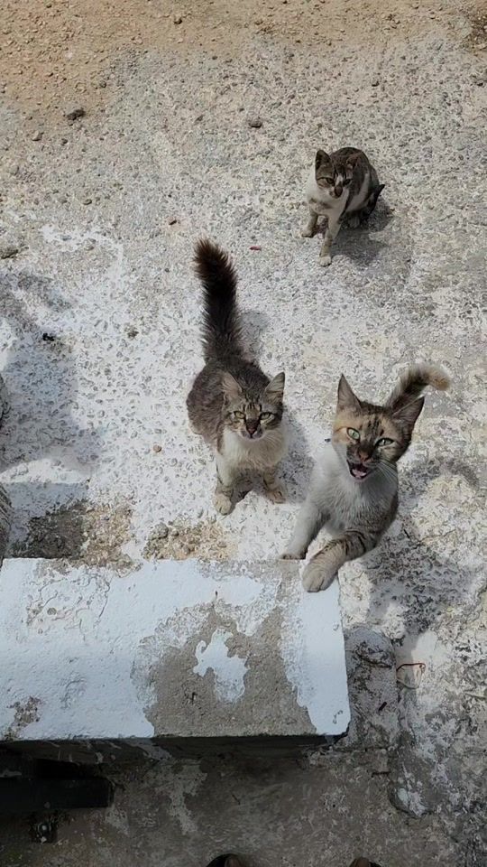 TikTok video thumbnail by mohammedkhamaysa09