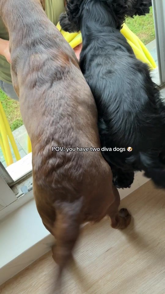TikTok video thumbnail by hala.owais