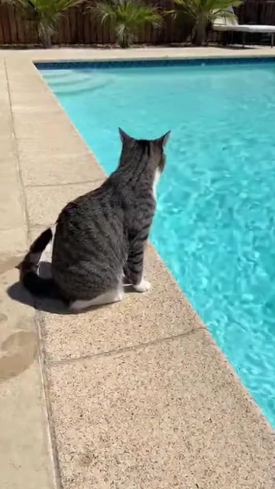 TikTok video thumbnail by pettonoichinichi
