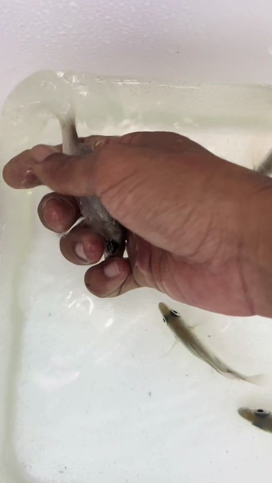 TikTok video thumbnail by wanaroaquatic