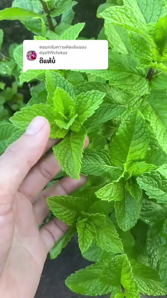 TikTok video thumbnail by fb.boun.sb