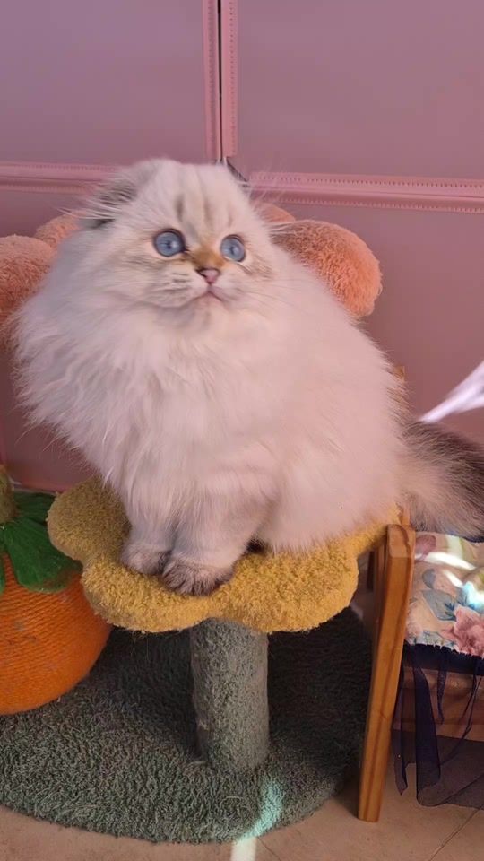 TikTok video thumbnail by cattery_cosmostar