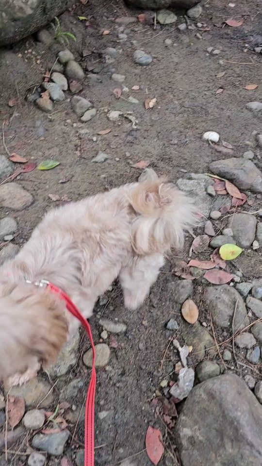 TikTok video thumbnail by almarlo254