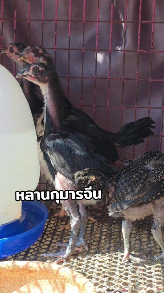 TikTok video thumbnail by user1728681552241