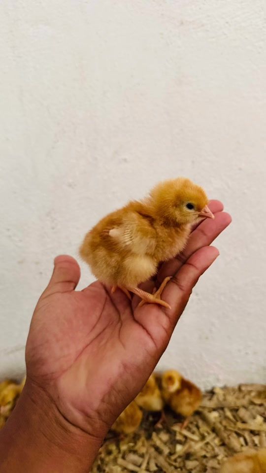 TikTok video thumbnail by evn_farm6