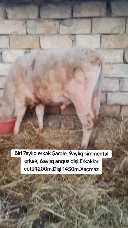 TikTok video thumbnail by bazarolsun1