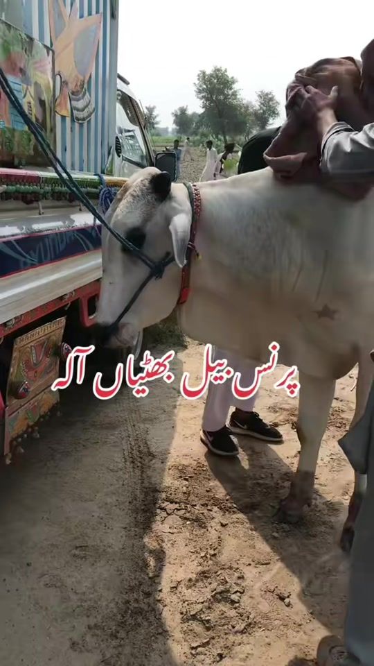 TikTok video thumbnail by boldanalyjutt