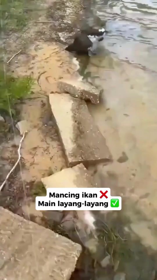 TikTok video thumbnail by lesungppit