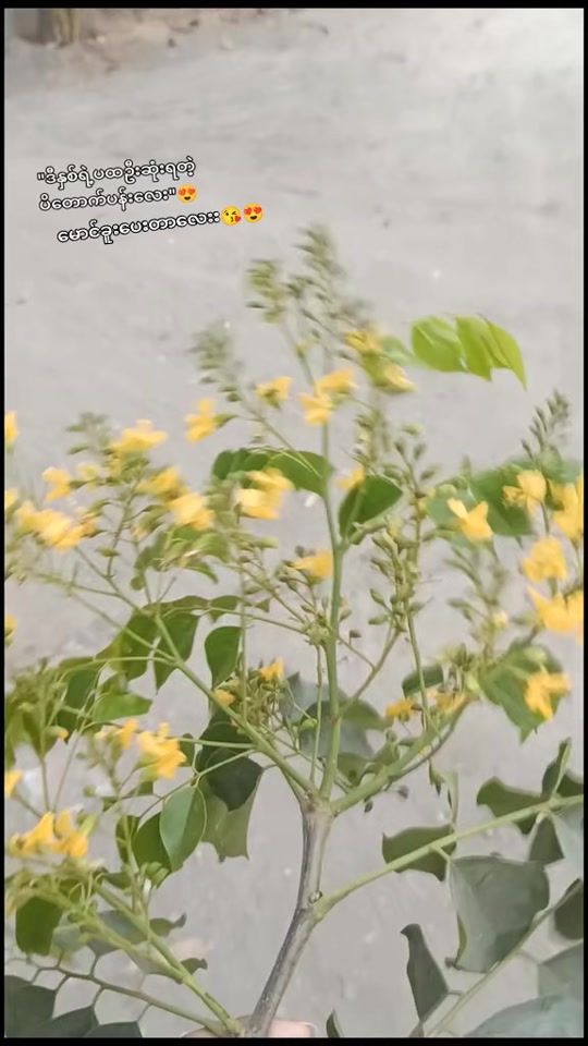 TikTok video thumbnail by htet83826