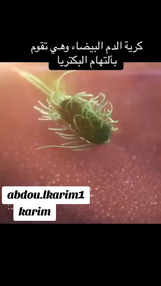 TikTok video thumbnail by abdou.lkarim1