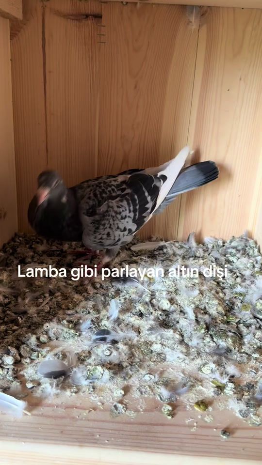 TikTok video thumbnail by veyso330
