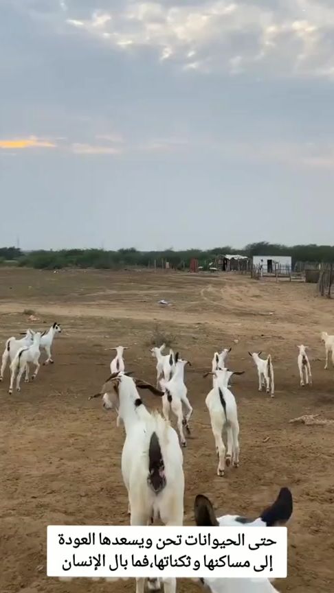 TikTok video thumbnail by user20j9ixorpoo