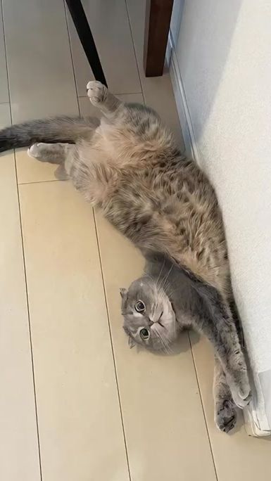 TikTok video thumbnail by mizore1214