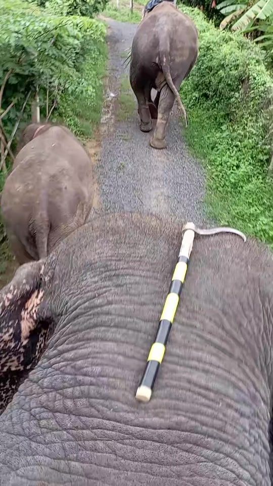 TikTok video thumbnail by user.myatthu30