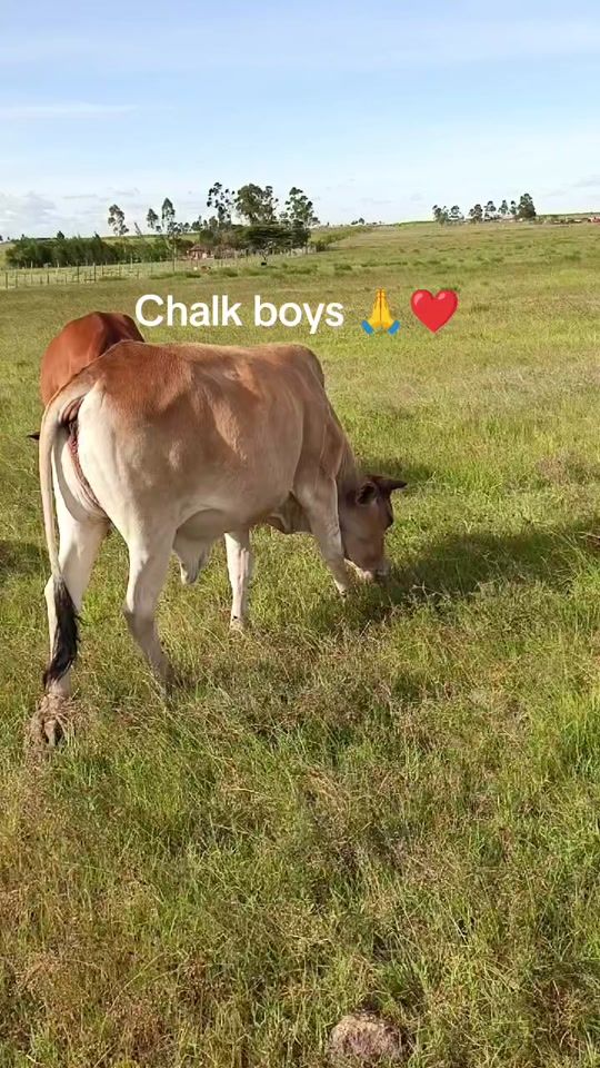 TikTok video thumbnail by lepz10