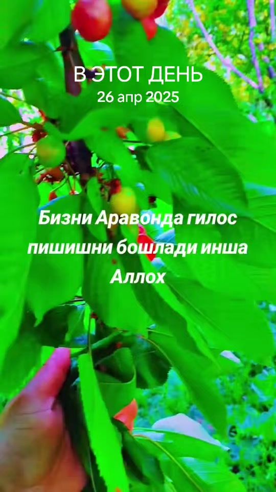 TikTok video thumbnail by zarinezmanu