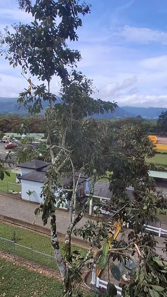 TikTok video thumbnail by climbingtraesandpruning