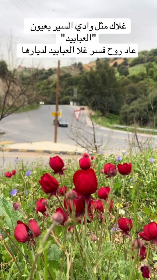 TikTok video thumbnail by fares.alabadi