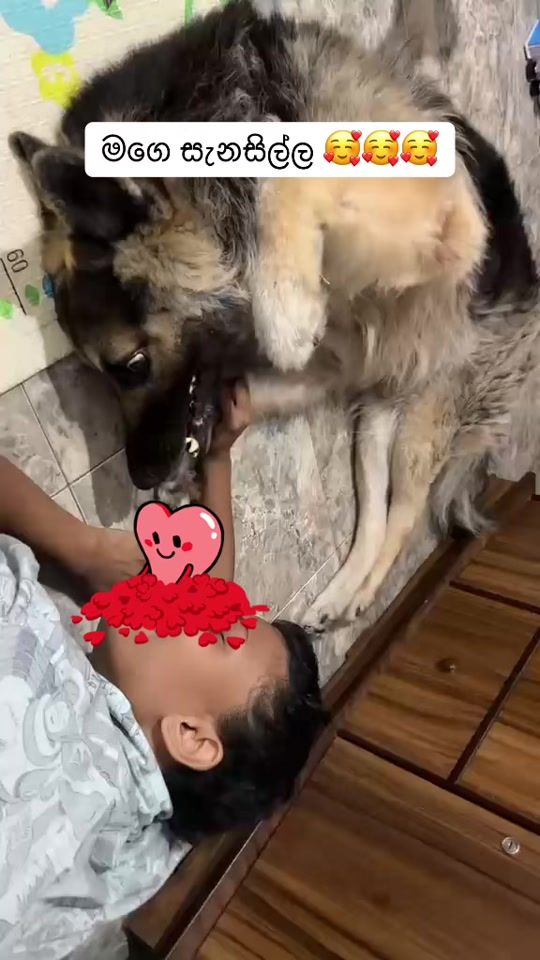 TikTok video thumbnail by shadow_gsd_pup