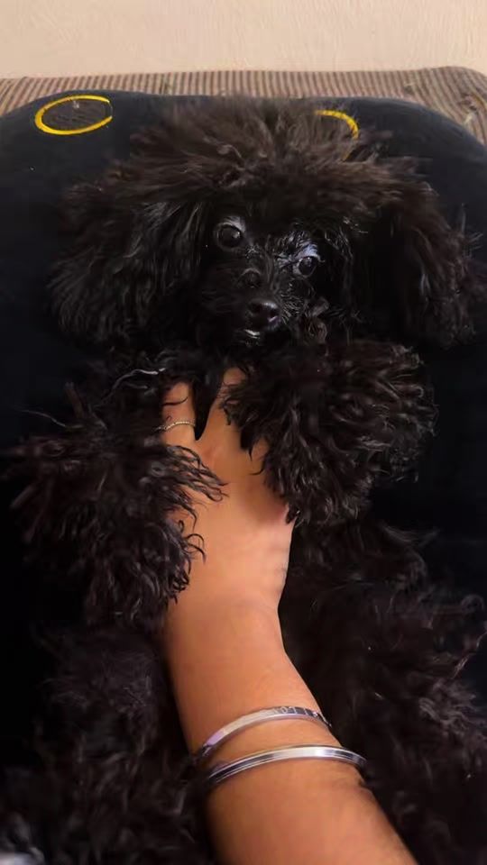TikTok video thumbnail by angelenaanndavid