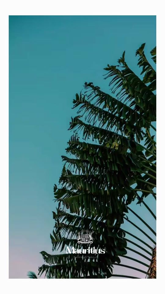 TikTok video thumbnail by kavishsingh.padaruth