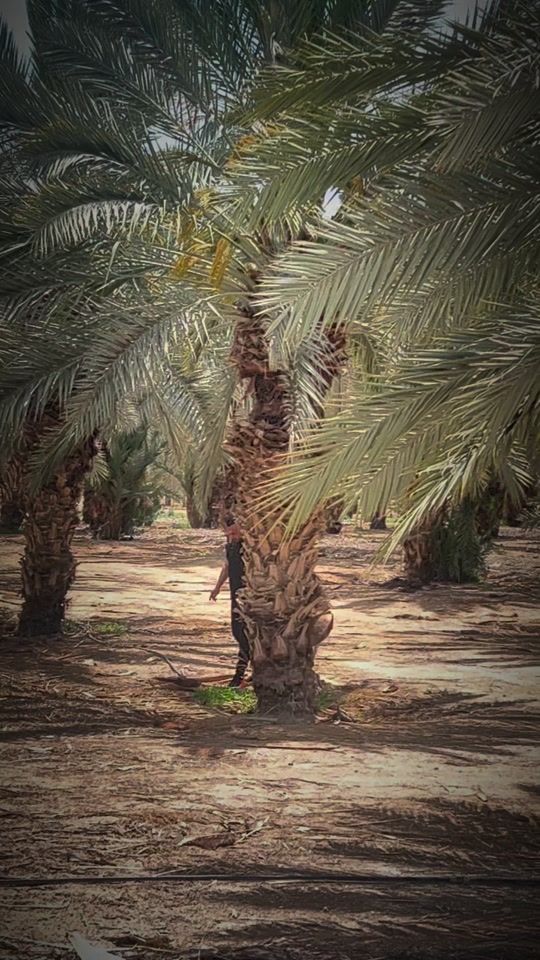 TikTok video thumbnail by hamodi.3aiesh