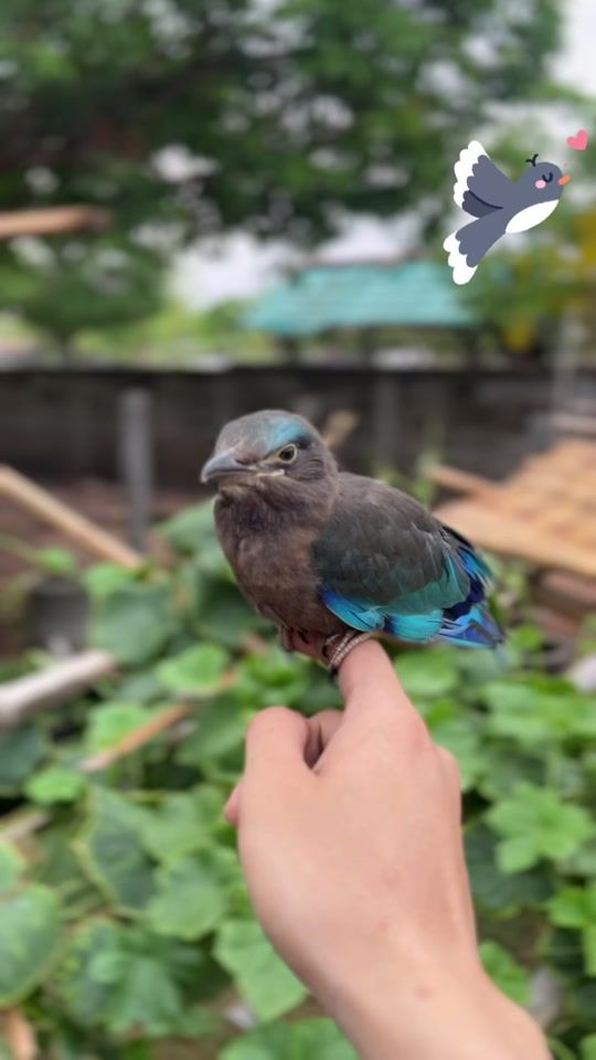 TikTok video thumbnail by zaiy_2004