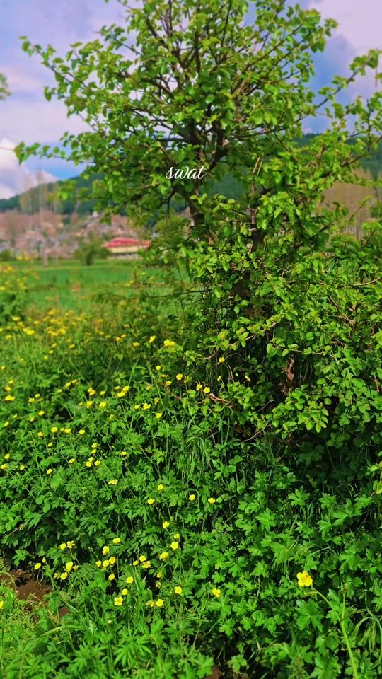 TikTok video thumbnail by khan_7qtr