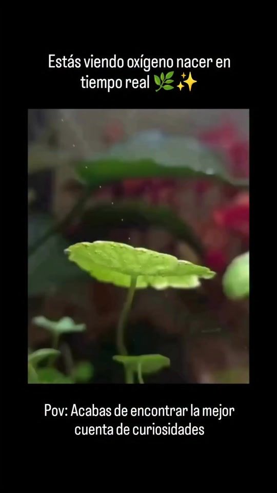 TikTok video thumbnail by datosinteresantes04