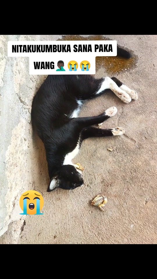 TikTok video thumbnail by biboyadui