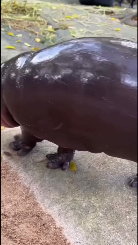TikTok video thumbnail by tiger.pitbull