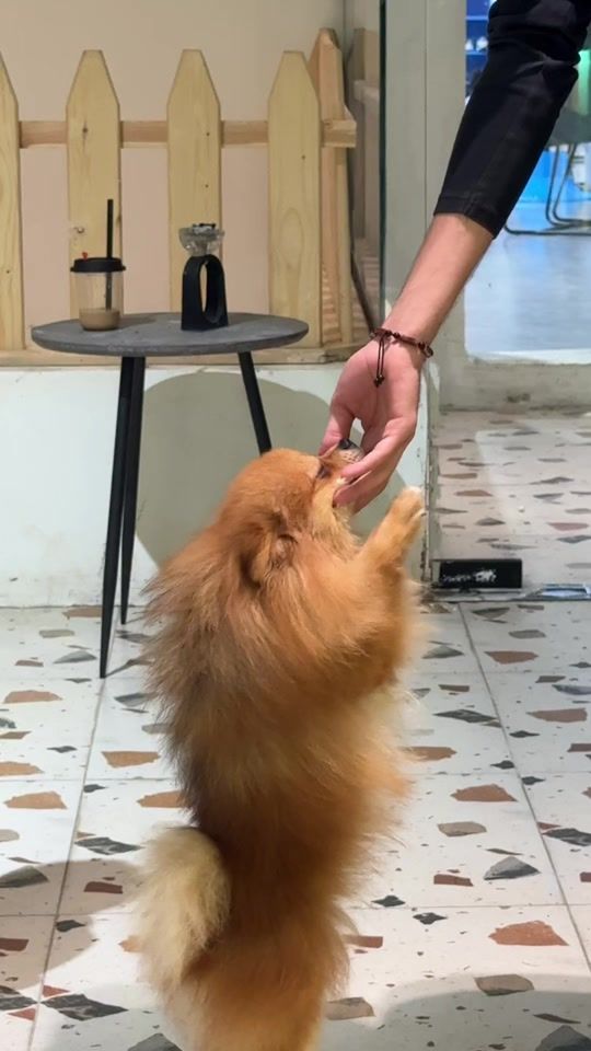 TikTok video thumbnail by rood9990