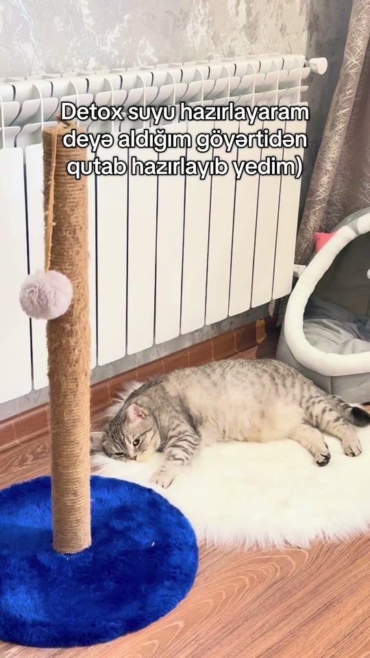 TikTok video thumbnail by porsuxcat