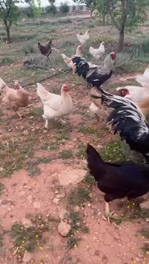 TikTok video thumbnail by dayi994