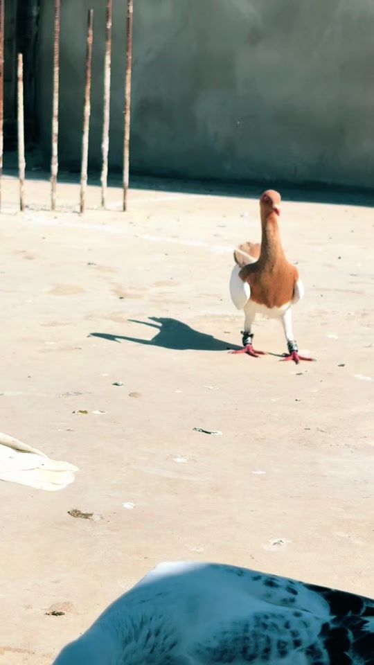 TikTok video thumbnail by wassimkhalil353