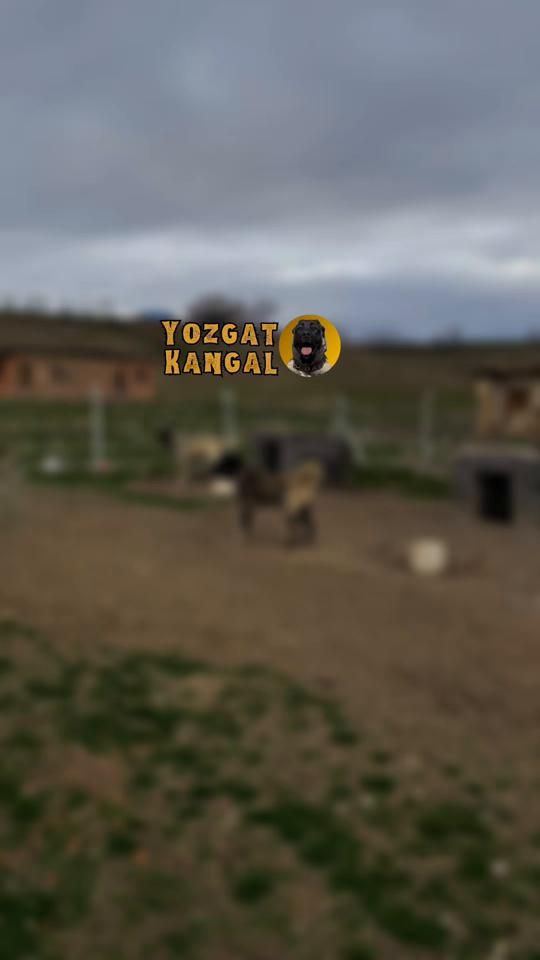 TikTok video thumbnail by yozgatkangal