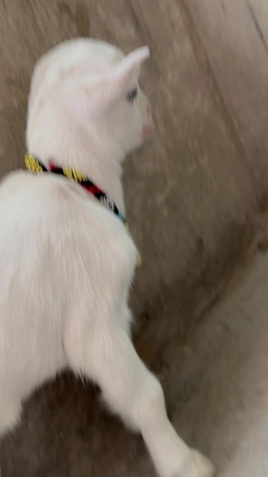 TikTok video thumbnail by little.donlive