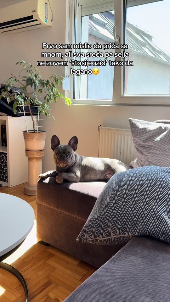 TikTok video thumbnail by zuluthefrenchie